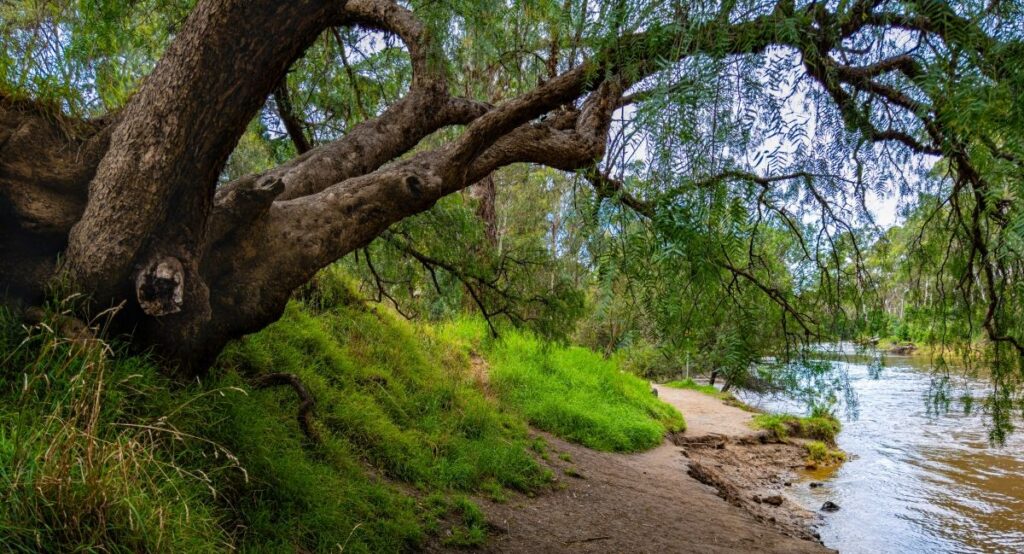 Tree by a river. Photo by Steven Wong on Unsplash.